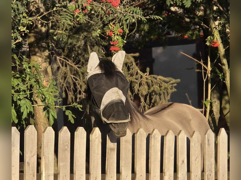 More ponies/small horses Mare 18 years 13,3 hh in Konin