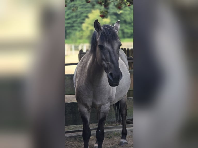 More ponies/small horses Mare 18 years 13,3 hh in Konin