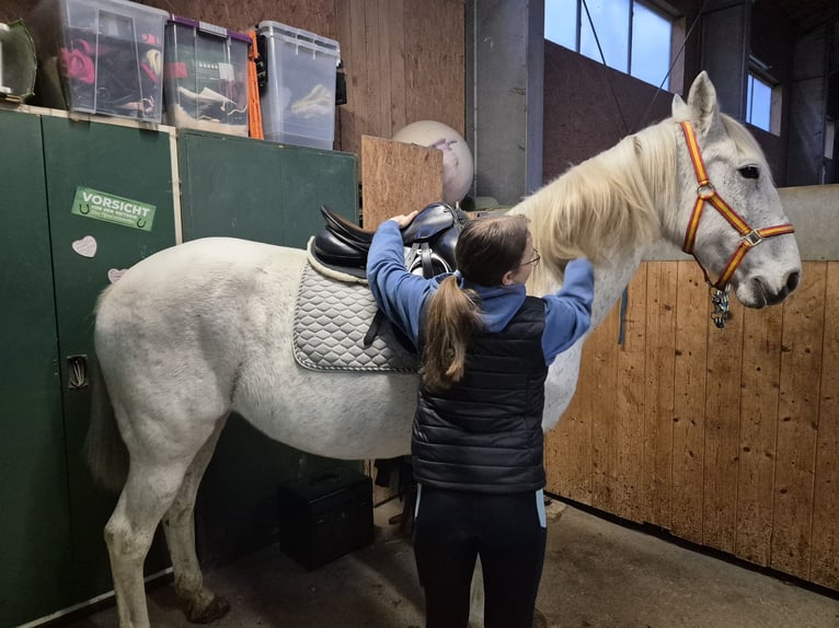 More ponies/small horses Mare 18 years 14,2 hh Gray in Wackersberg