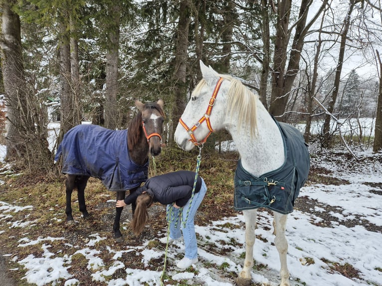 More ponies/small horses Mare 18 years 14,2 hh Gray in Wackersberg