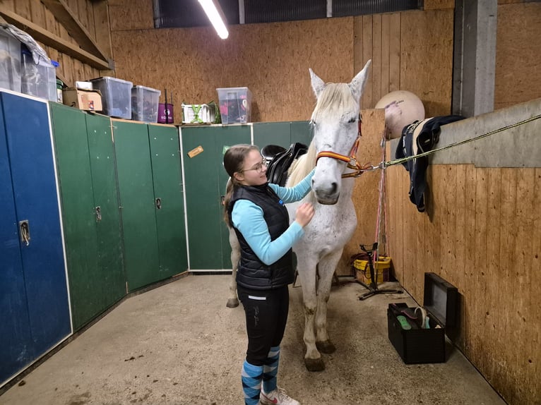 More ponies/small horses Mare 18 years 14,2 hh Gray in Wackersberg