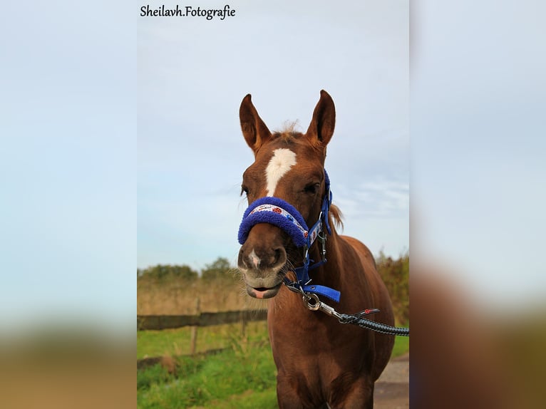 More ponies/small horses Mix Mare 1 year 11 hh Chestnut in Goes