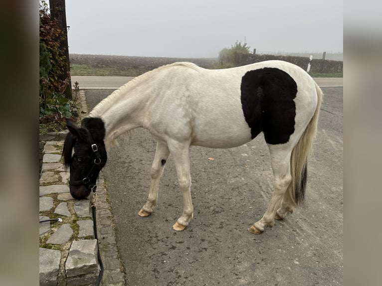 More ponies/small horses Mix Mare 1 year 13,1 hh Pinto in Daleiden