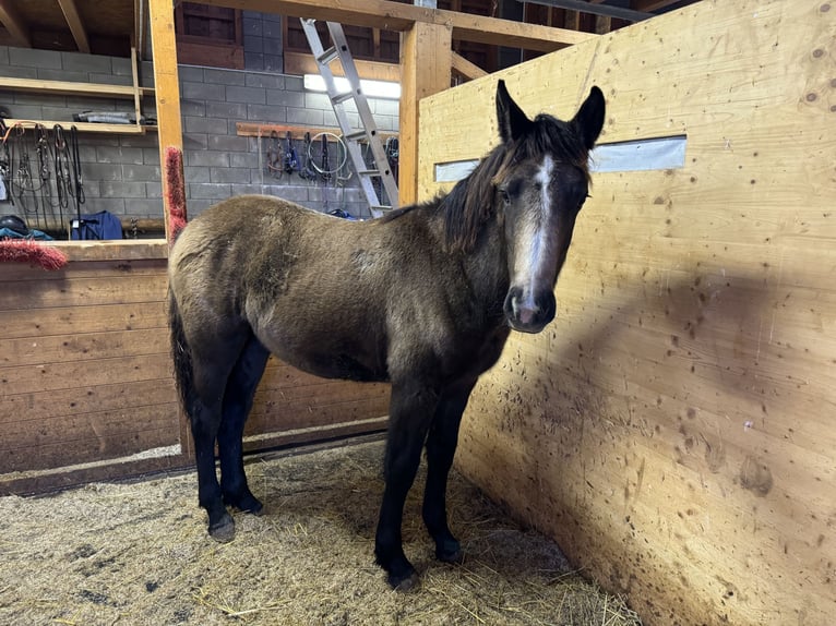 More ponies/small horses Mix Mare 1 year 14,1 hh Buckskin in Daleiden