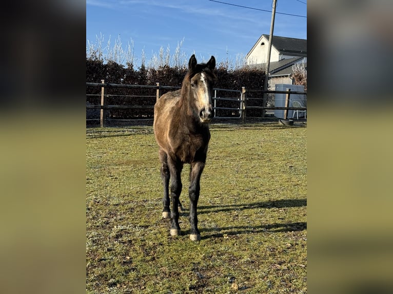 More ponies/small horses Mix Mare 1 year 14,1 hh Buckskin in Daleiden