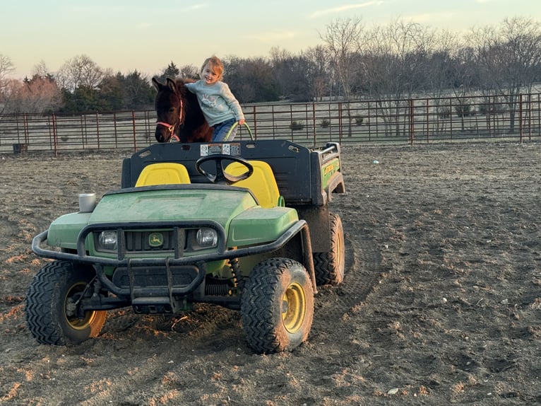 More ponies/small horses Mare 1 year 7,2 hh in Madill, OK