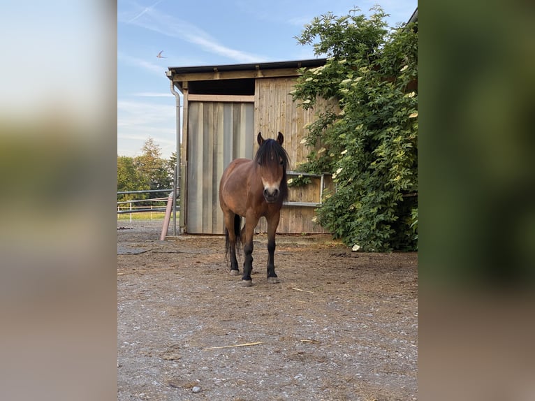 More ponies/small horses Mare 21 years 11,1 hh Brown in Öhringen