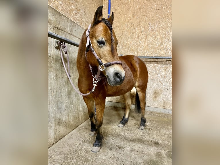 More ponies/small horses Mare 21 years 11,1 hh Brown in Öhringen