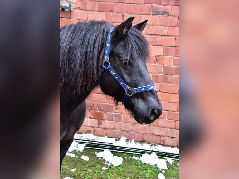 More ponies/small horses Mix Mare 21 years Black in Duderstadt