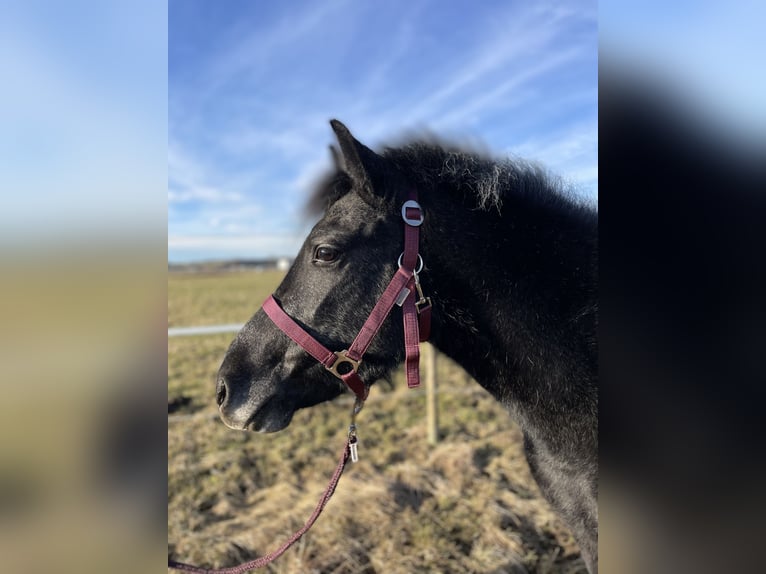 More ponies/small horses Mix Mare 3 years 12,2 hh Black in Straßwalchen