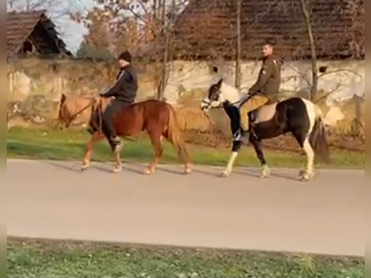 More ponies/small horses Mare 3 years 12,2 hh Chestnut-Red in Rechnitz