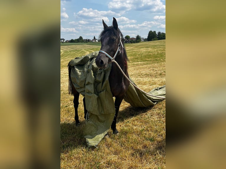 More ponies/small horses Mare 3 years 14,1 hh Black in Linkenbach