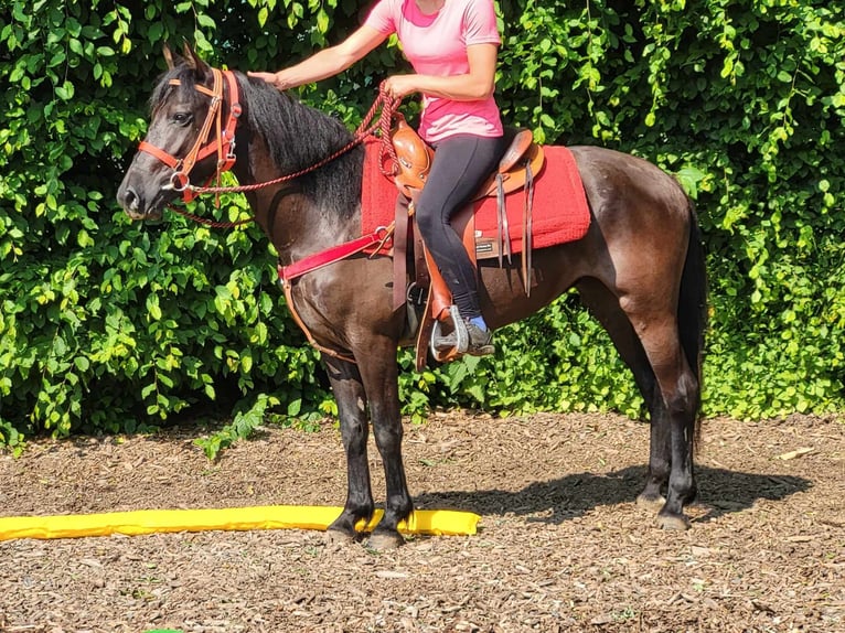 More ponies/small horses Mare 3 years 14,1 hh Black in Linkenbach