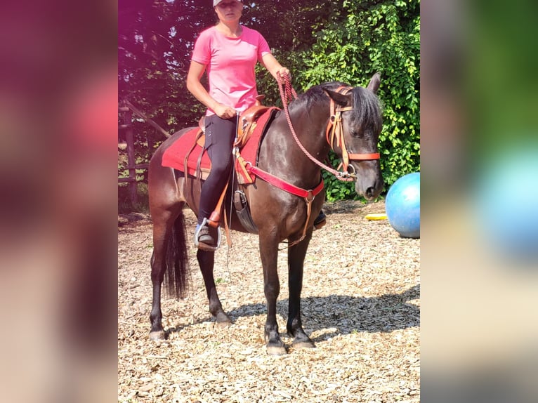 More ponies/small horses Mare 3 years 14,1 hh Black in Linkenbach