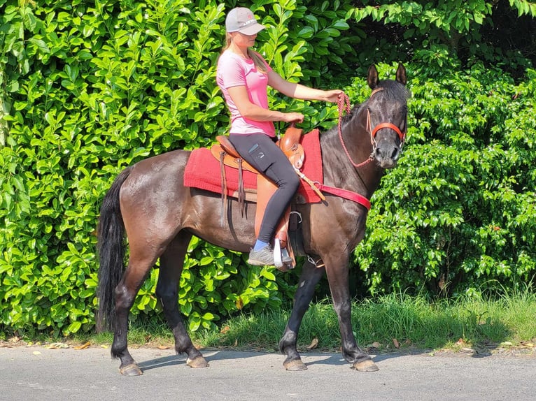 More ponies/small horses Mare 3 years 14,1 hh Black in Linkenbach