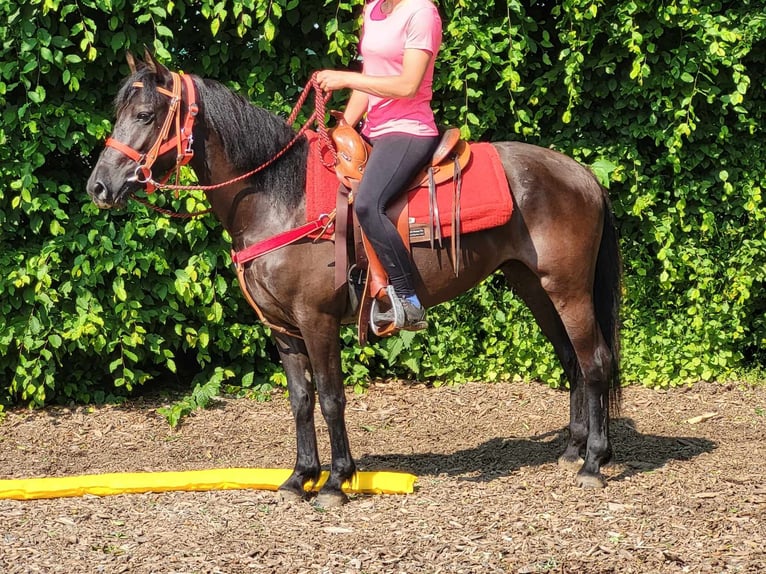 More ponies/small horses Mare 3 years 14,1 hh Black in Linkenbach
