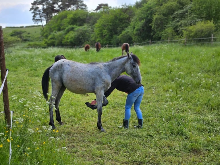 More ponies/small horses Mix Mare 3 years 14,1 hh Gray in Erftstadt