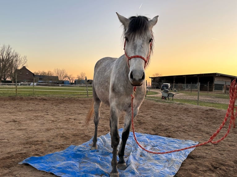 More ponies/small horses Mix Mare 3 years 14,1 hh Gray in Erftstadt