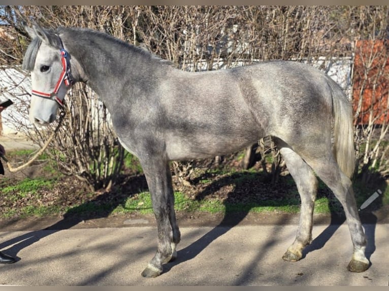 More ponies/small horses Mare 3 years 14,1 hh in Deggendorf