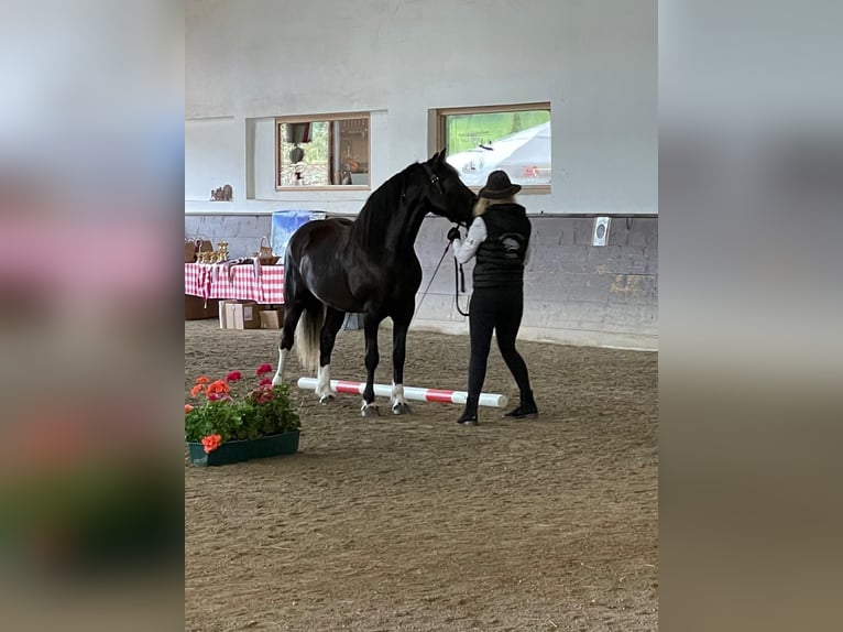 More ponies/small horses Mare 3 years 14,2 hh Black in Scheffau am Wilden Kaiser