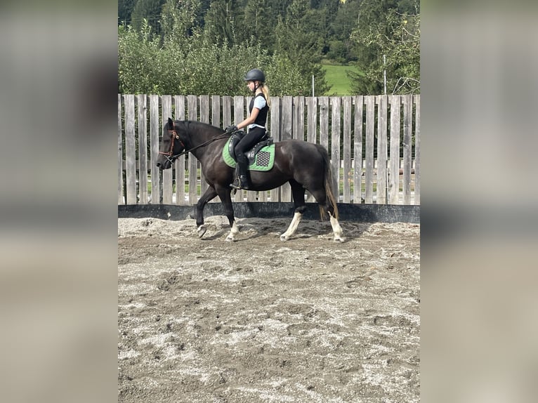 More ponies/small horses Mare 3 years 14,2 hh Black in Scheffau am Wilden Kaiser