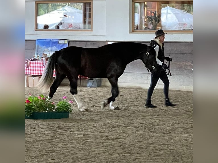 More ponies/small horses Mare 3 years 14,2 hh Black in Scheffau am Wilden Kaiser