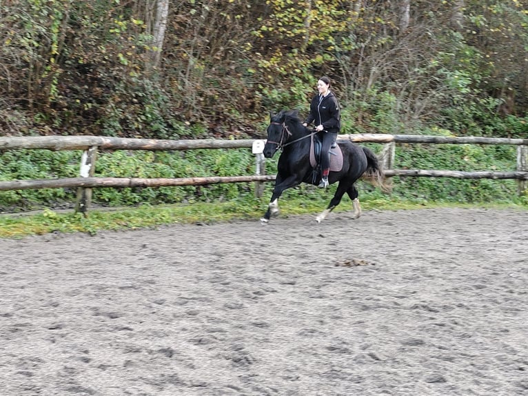 More ponies/small horses Mare 3 years 14,2 hh Black in Scheffau am Wilden Kaiser