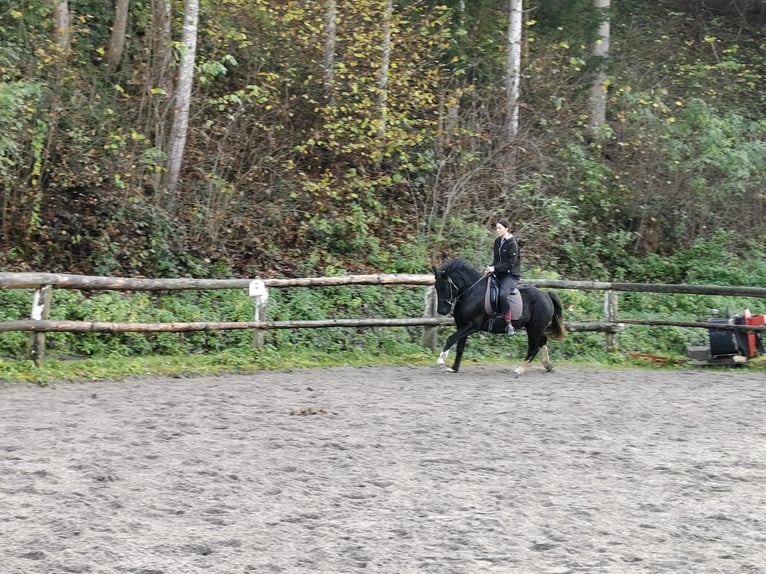 More ponies/small horses Mare 3 years 14,2 hh Black in Scheffau am Wilden Kaiser