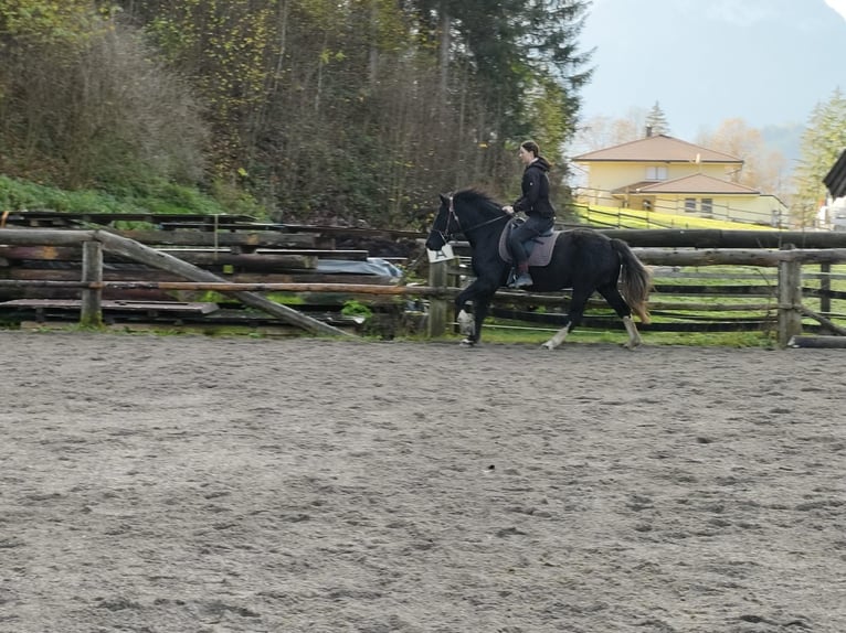 More ponies/small horses Mare 3 years 14,2 hh Black in Scheffau am Wilden Kaiser