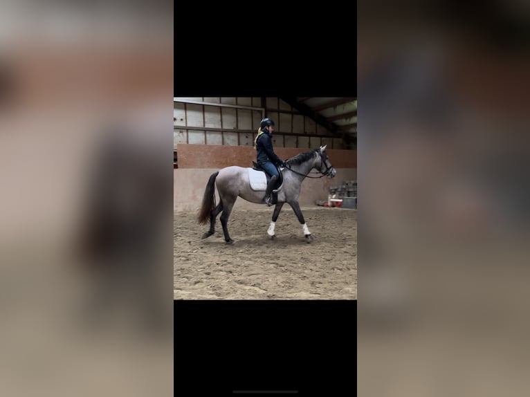 More ponies/small horses Mare 3 years 14,2 hh Gray-Dapple in Schwäbisch Gmünd