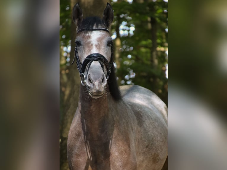More ponies/small horses Mare 3 years 14 hh Brown Falb mold in Nettersheim