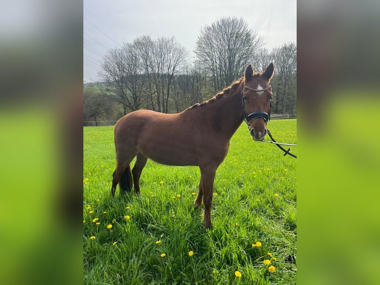 More ponies/small horses Mare 3 years 14 hh Chestnut-Red in Netphen