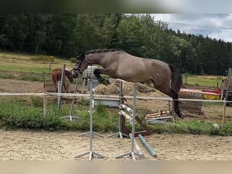 More ponies/small horses Mare 3 years 14 hh Gray-Dapple in Pisek