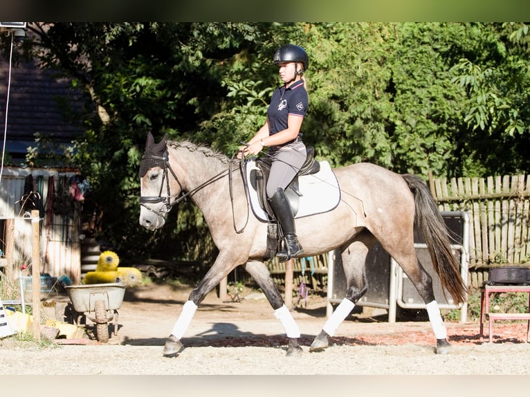 More ponies/small horses Mare 3 years 14 hh Gray-Dapple in Pisek