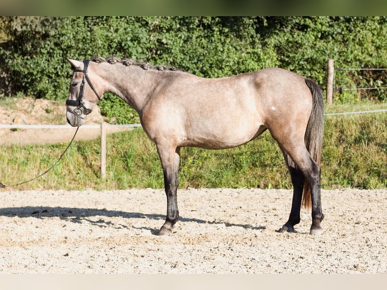 More ponies/small horses Mare 3 years 14 hh Gray-Dapple in Pisek