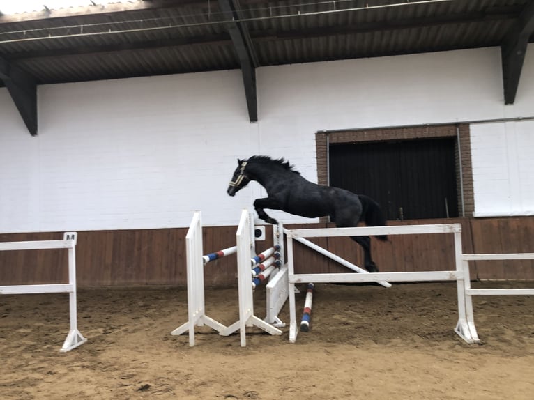 More ponies/small horses Mare 3 years 15 hh Gray in Marklohe