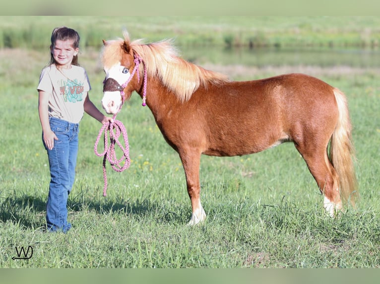 More ponies/small horses Mare 3 years 9,1 hh Sorrel in Carthage, TX