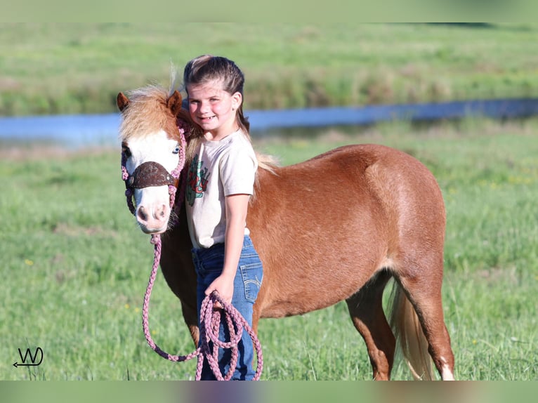 More ponies/small horses Mare 3 years 9,1 hh Sorrel in Carthage, TX