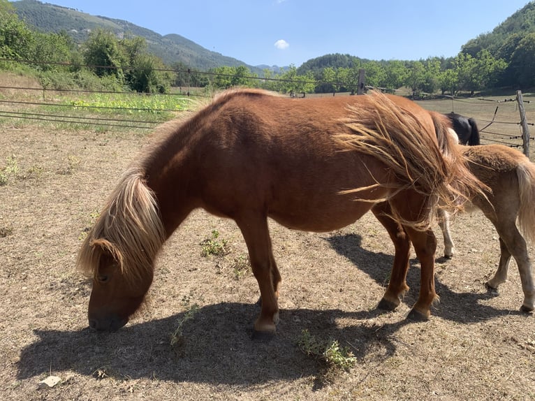 More ponies/small horses Mare 3 years 9,2 hh Chestnut-Red in Saint-Pierre