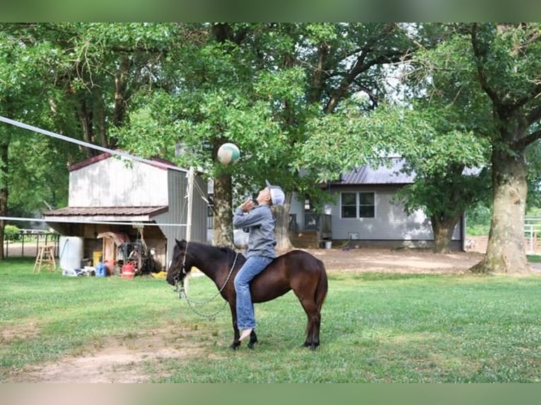 More ponies/small horses Mare 3 years 9 hh Black in Monett