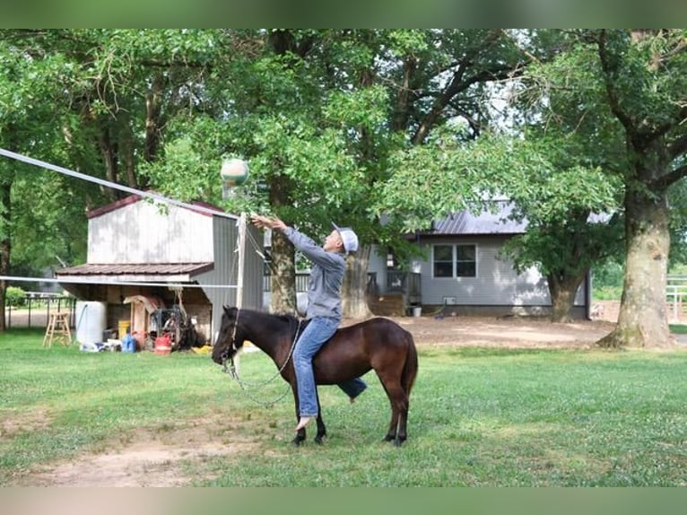 More ponies/small horses Mare 3 years 9 hh Black in Monett