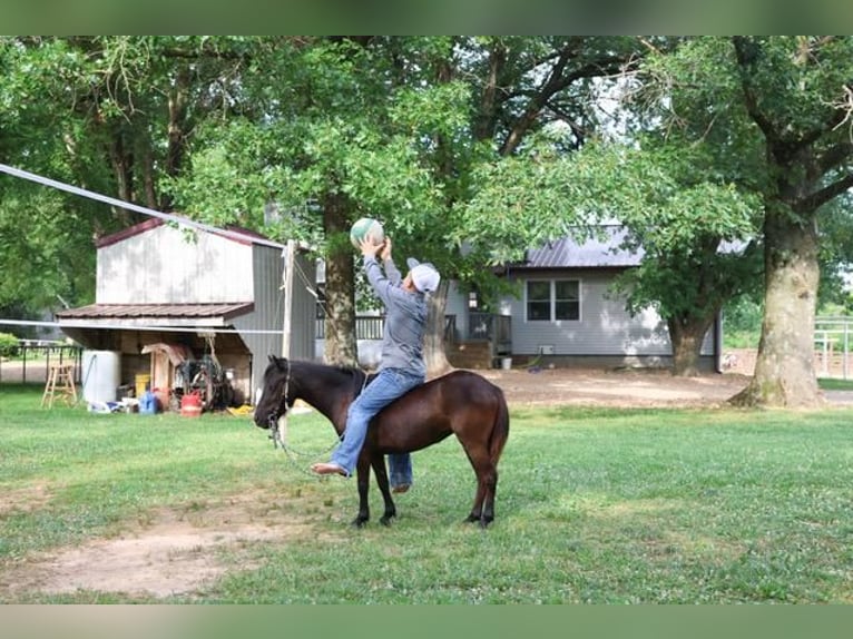 More ponies/small horses Mare 3 years 9 hh Black in Monett