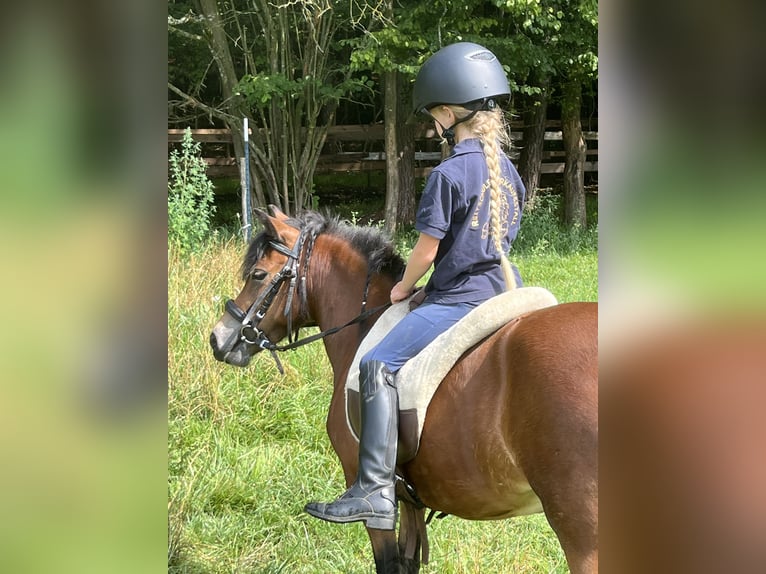 More ponies/small horses Mare 4 years 10,2 hh Brown in Ursensollen