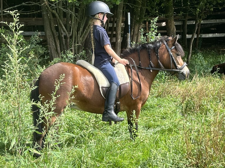 More ponies/small horses Mare 4 years 10,2 hh Brown in Ursensollen