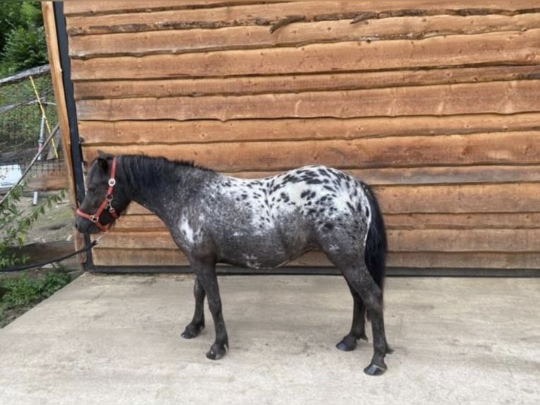 More ponies/small horses Mix Mare 4 years 10,2 hh Leopard-Piebald in Oberwölz