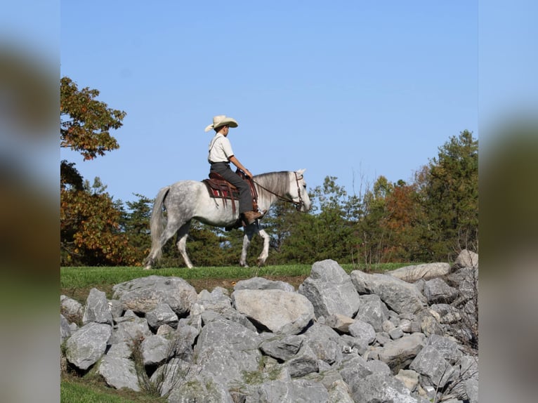 More ponies/small horses Mare 4 years 12,1 hh Gray in Rebersburg