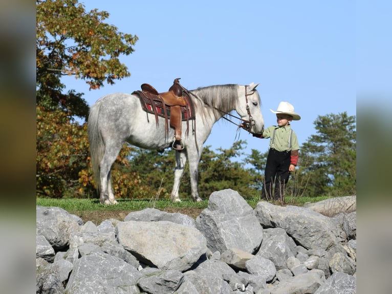 More ponies/small horses Mare 4 years 12,1 hh Gray in Rebersburg