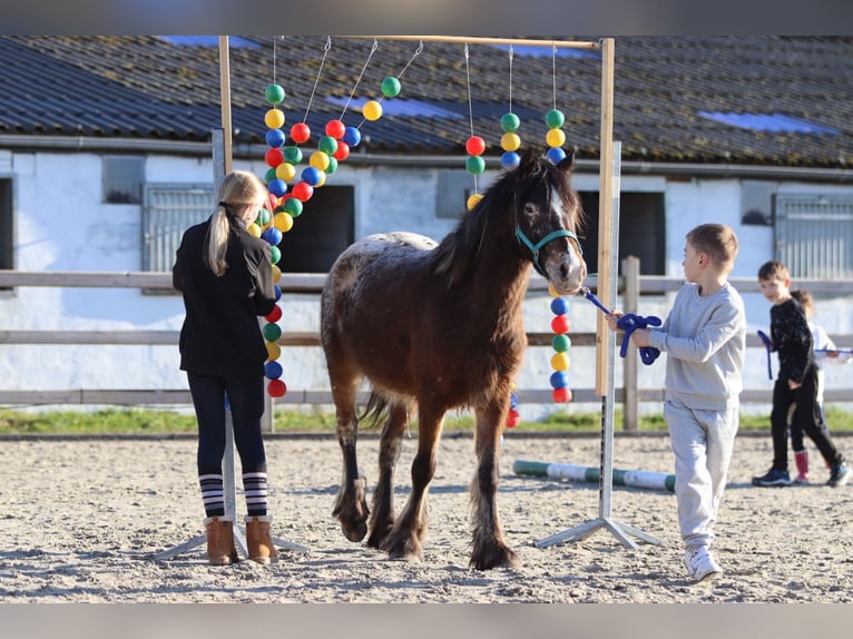 More ponies/small horses Mare 4 years 12,2 hh Overo-all-colors in Bogaarden