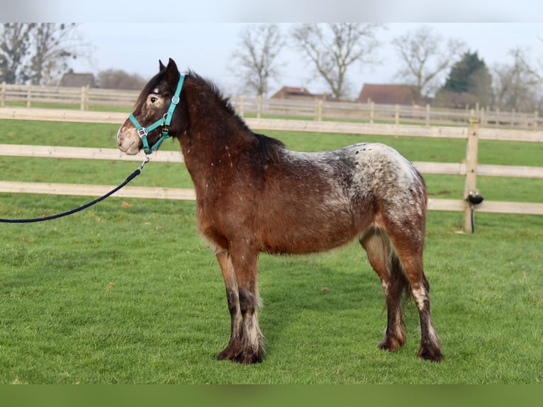 More ponies/small horses Mare 4 years 12,2 hh Overo-all-colors in Bogaarden