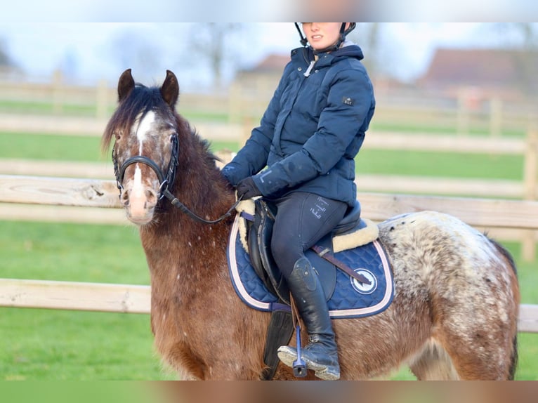 More ponies/small horses Mare 4 years 12,2 hh Overo-all-colors in Bogaarden